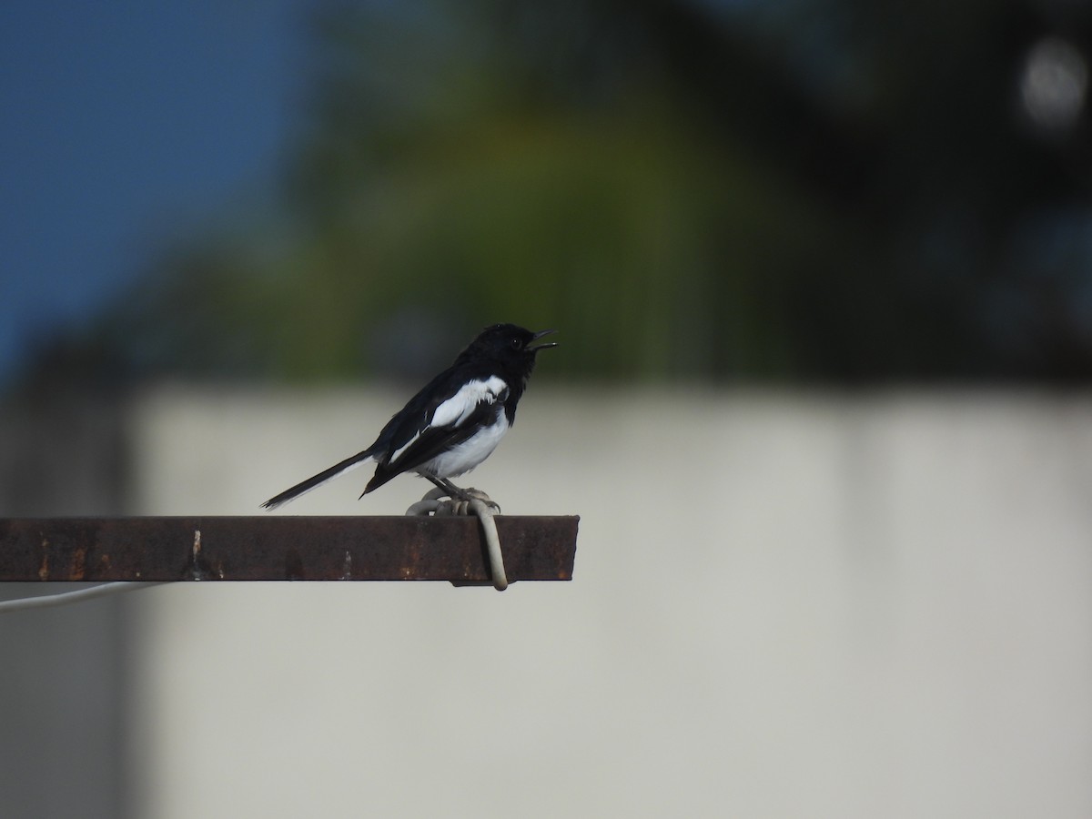 Oriental Magpie-Robin - ML642893540