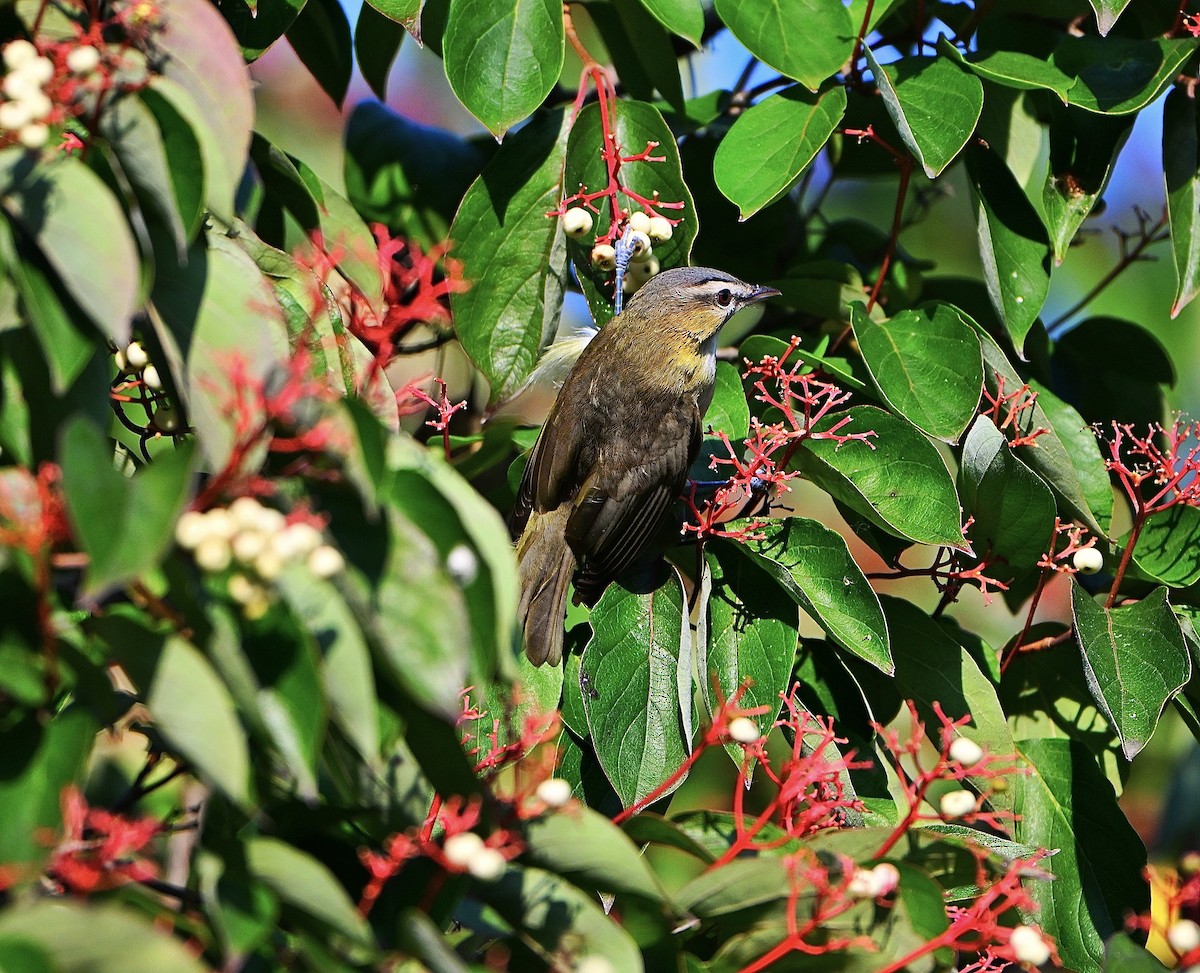 Rotaugenvireo - ML642893558