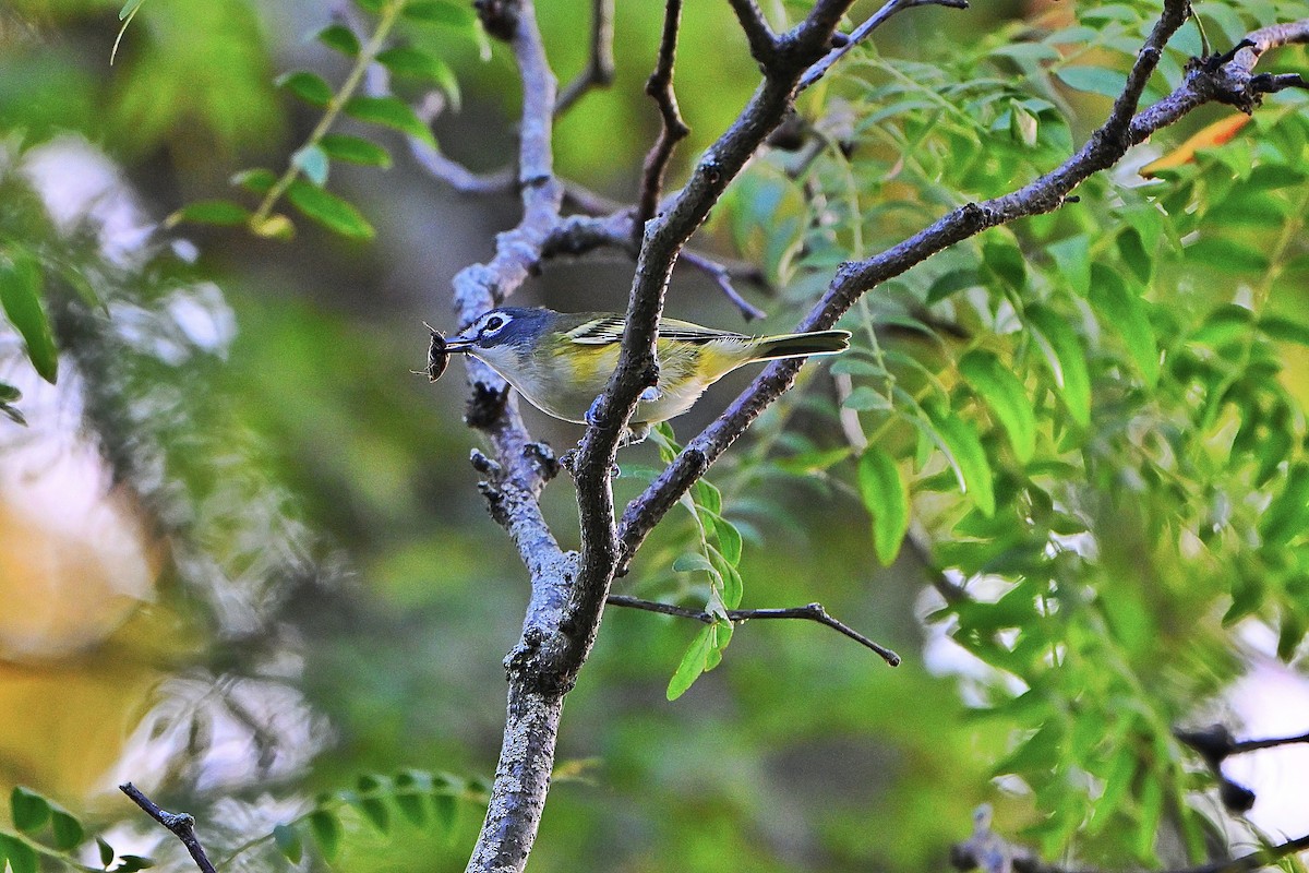 Graukopfvireo - ML642893565