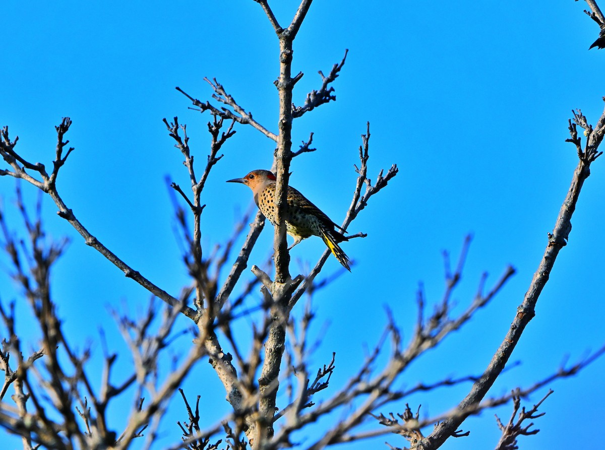 Northern Flicker - ML642893587