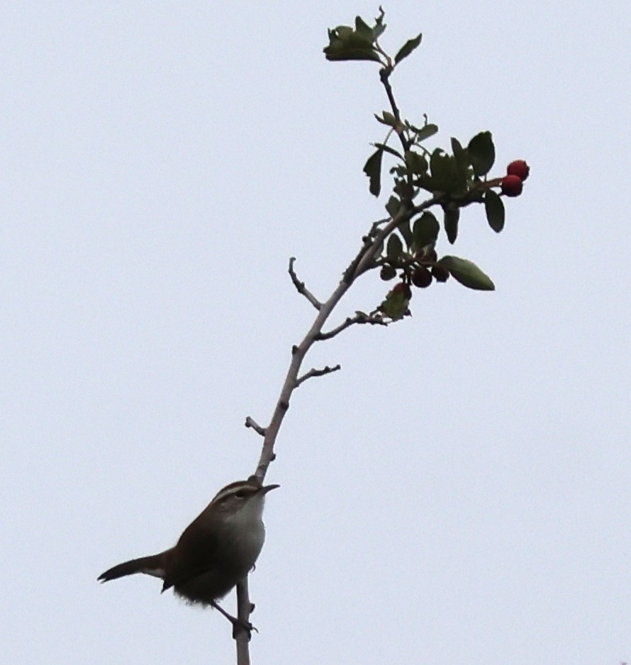 Bewick's Wren - ML642893588