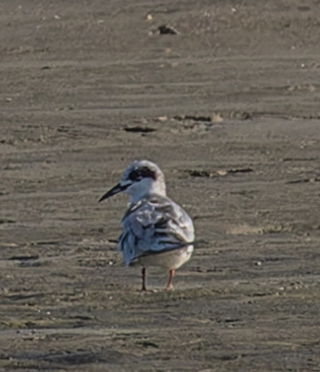 Forster's Tern - ML642893609