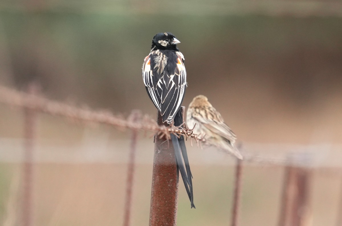 Long-tailed Widowbird - ML642893622