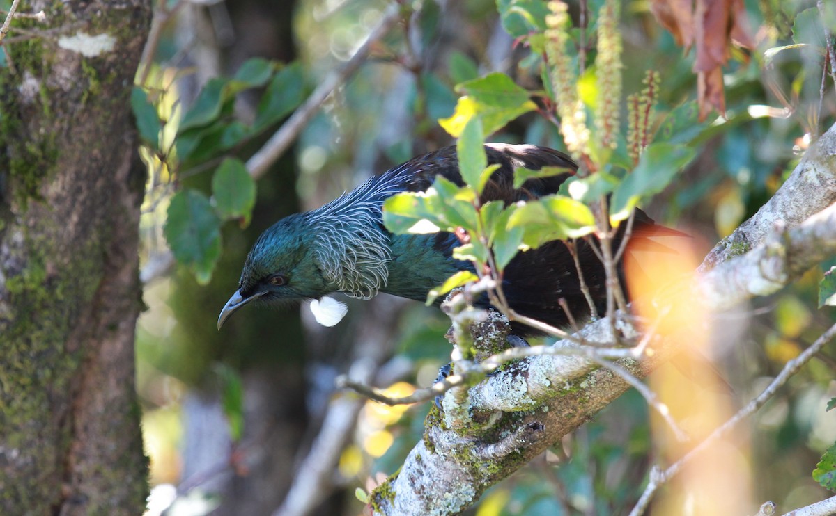 Tui - ML642893645
