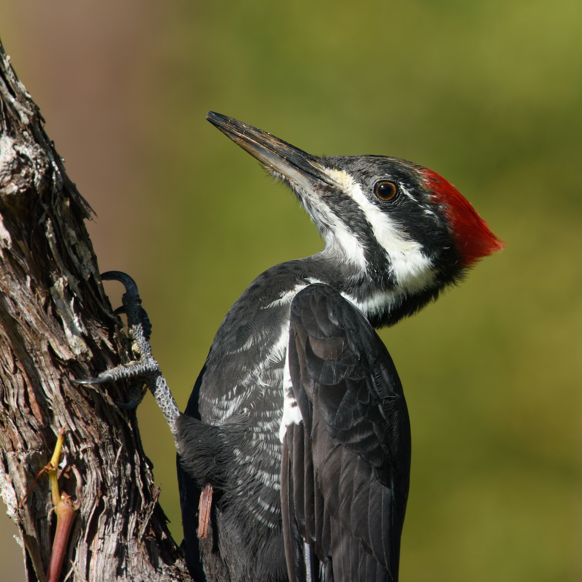 Pileated Woodpecker - ML642893649