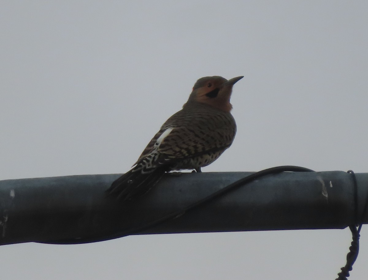 Northern Flicker (Yellow-shafted) - ML642893650