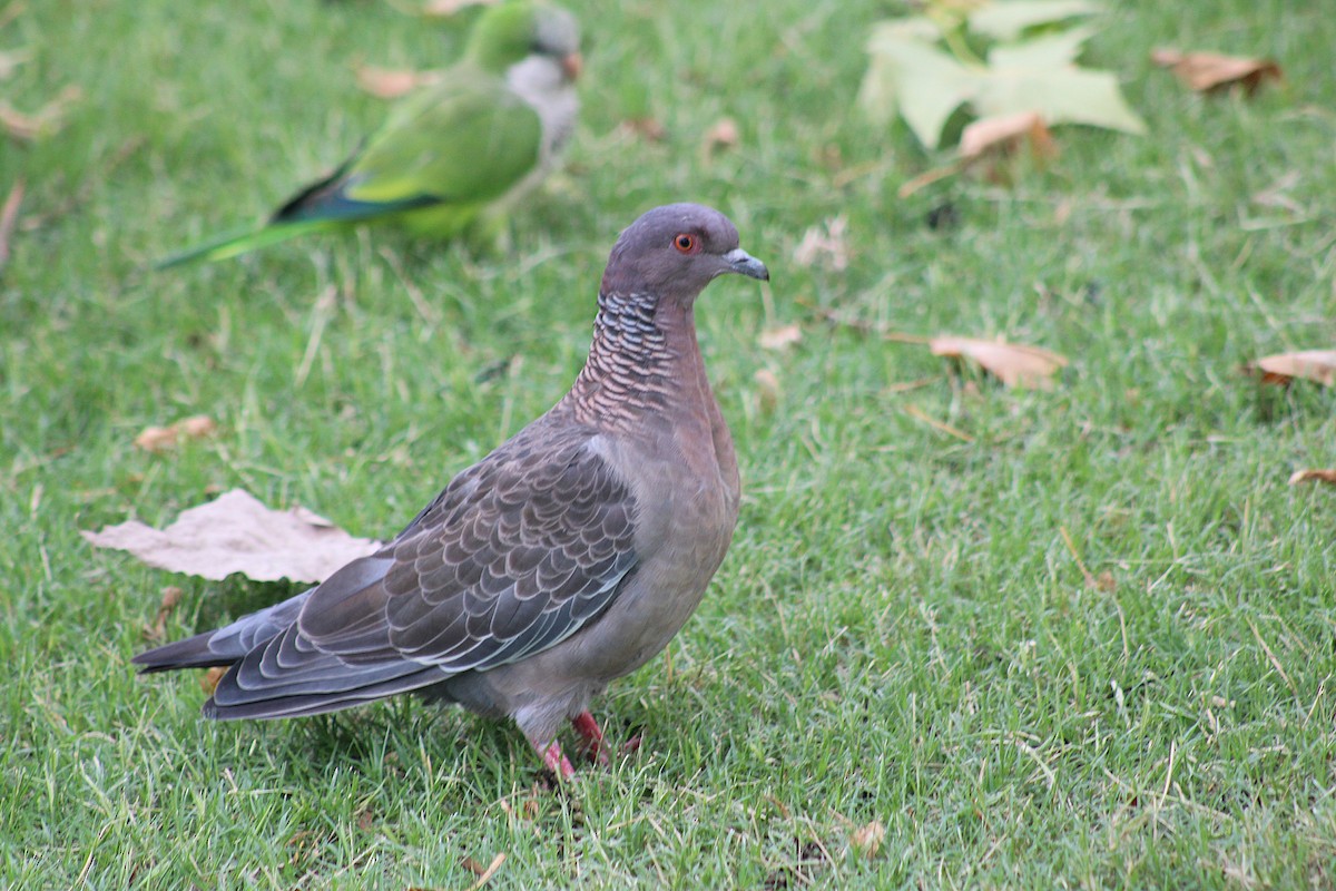 picazurodue - ML642893662