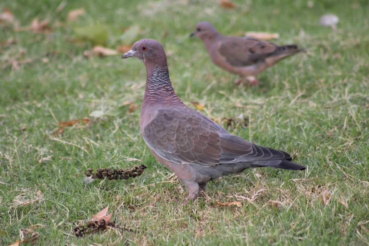 picazurodue - ML642893668