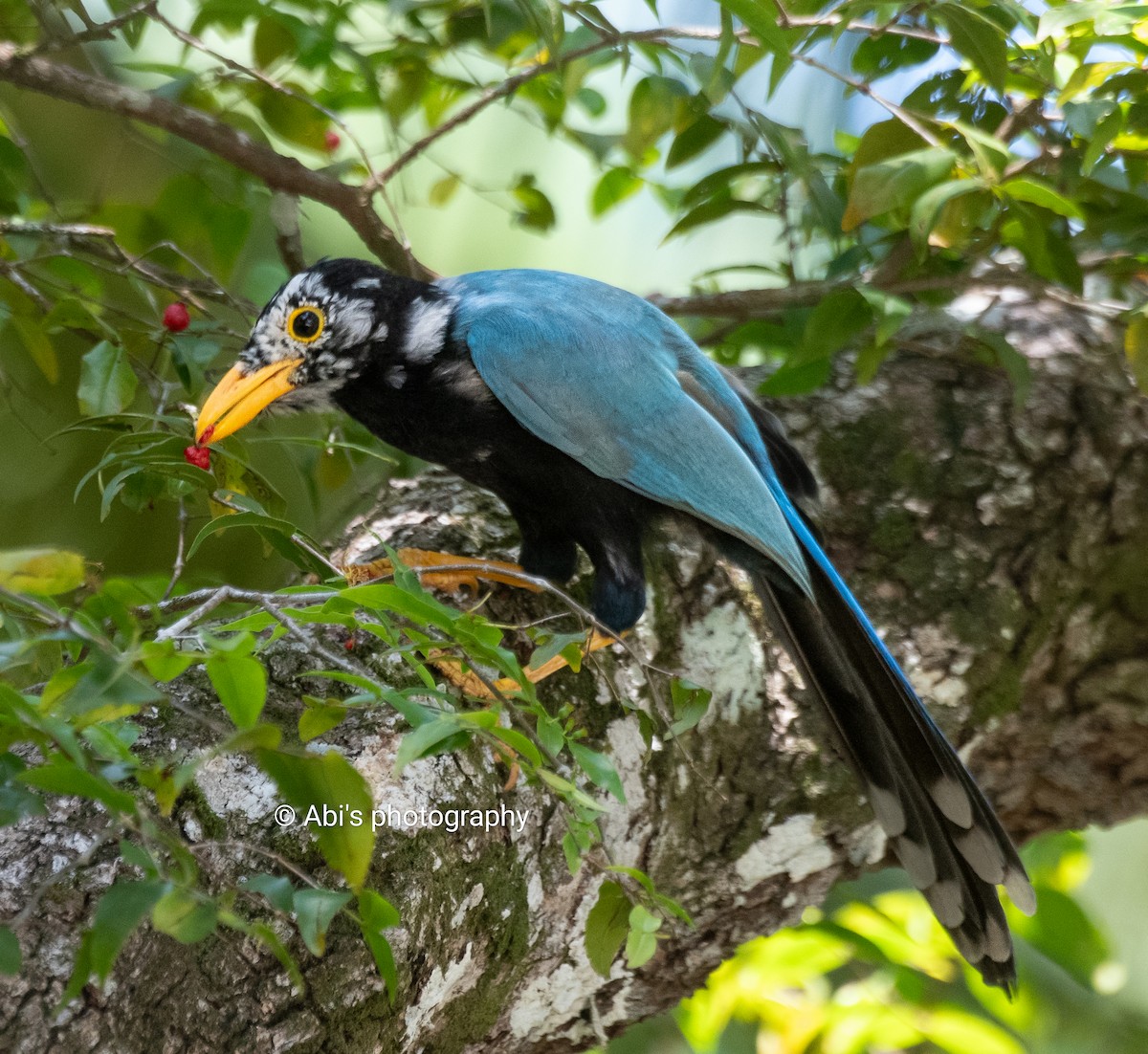Yucatan Jay - ML642893671