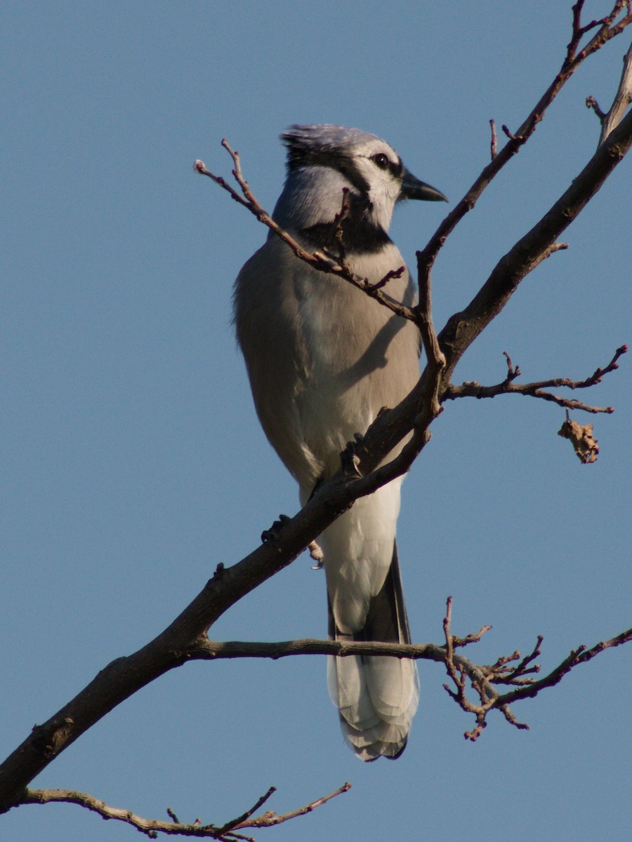 Blauhäher - ML642893685