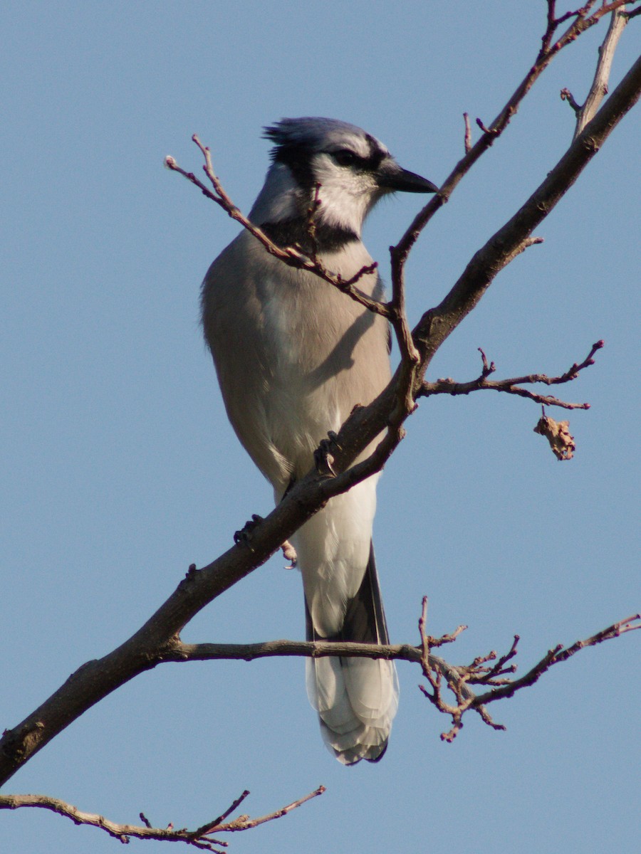 Blauhäher - ML642893686