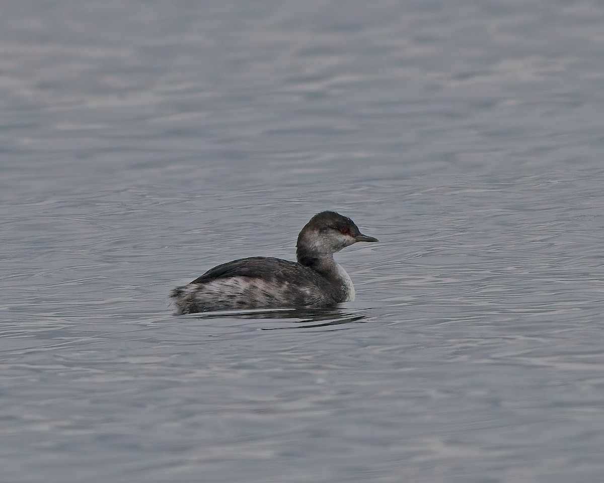 Horned Grebe - ML642893701