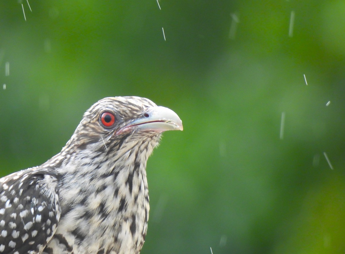 Asian Koel - ML642893720