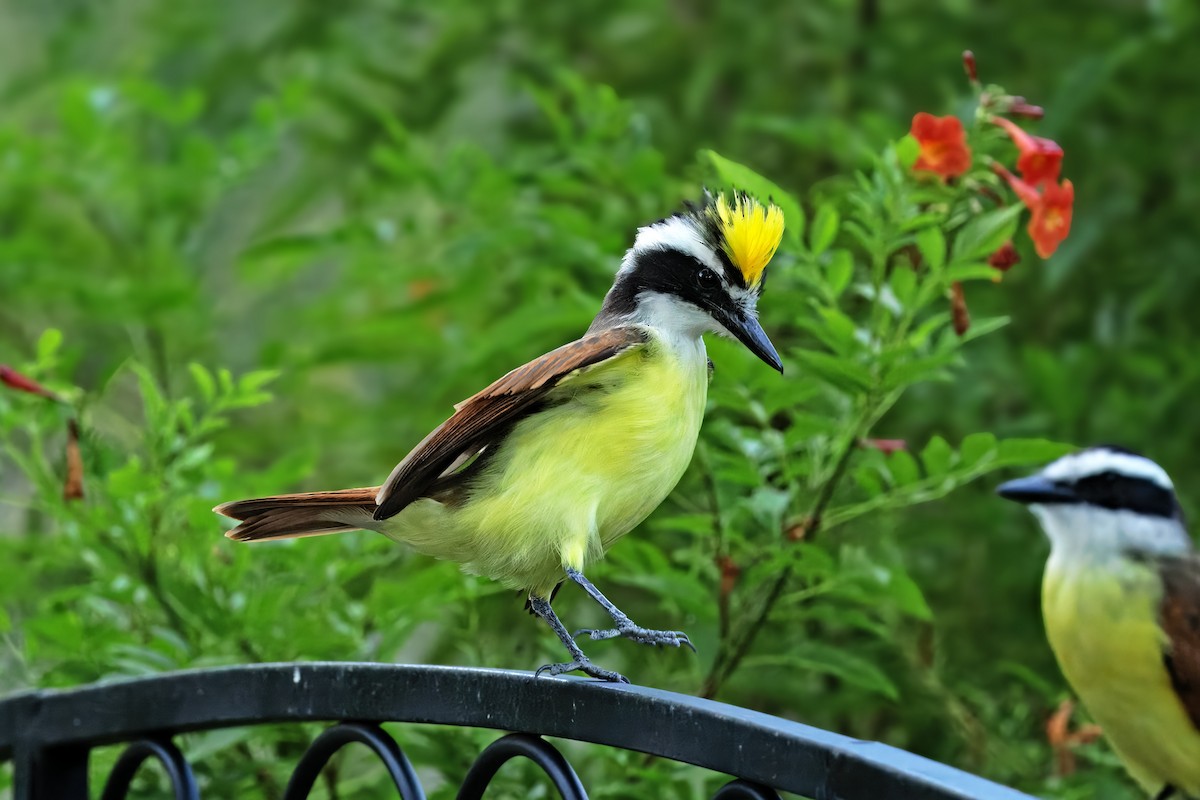 Great Kiskadee - ML642893722