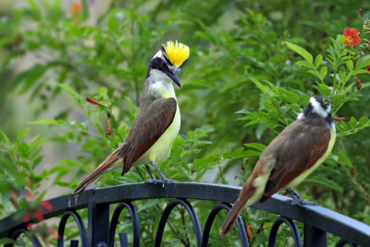 Great Kiskadee - ML642893723