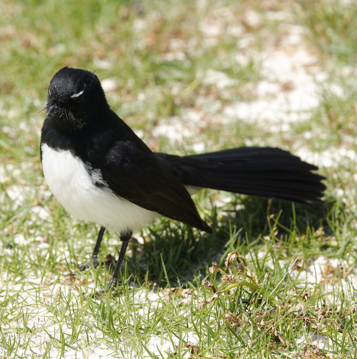 Willie-wagtail - ML642893738