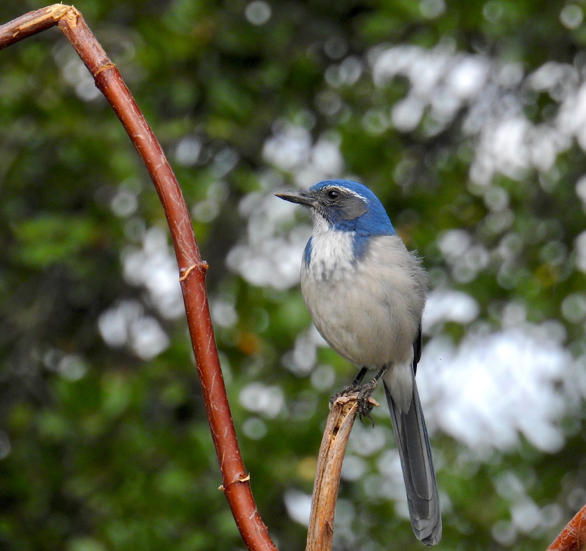 California Scrub-Jay - ML642893741