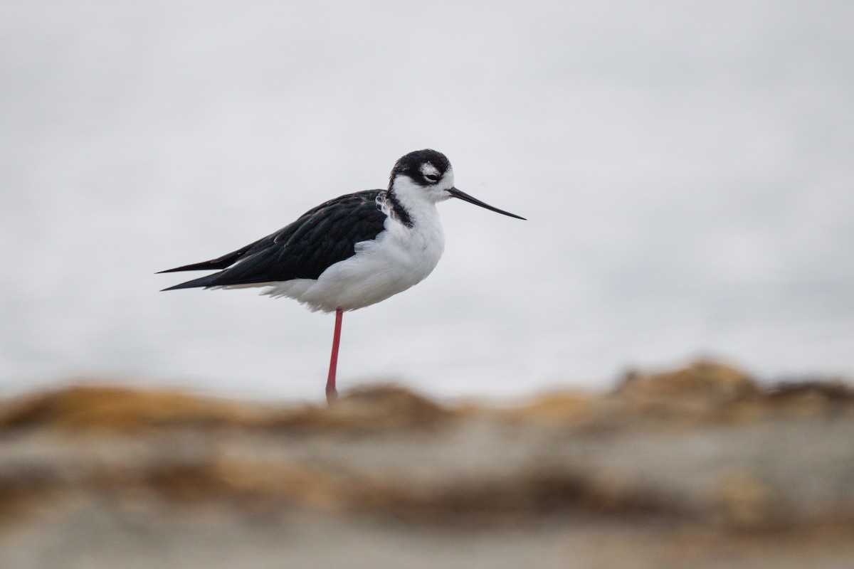 Black-necked Stilt - ML642893746
