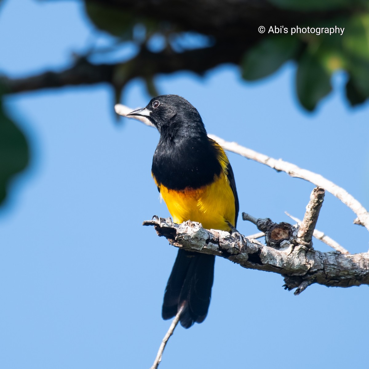 Black-cowled Oriole - ML642893753