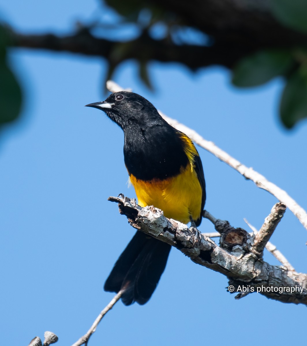 Black-cowled Oriole - ML642893754