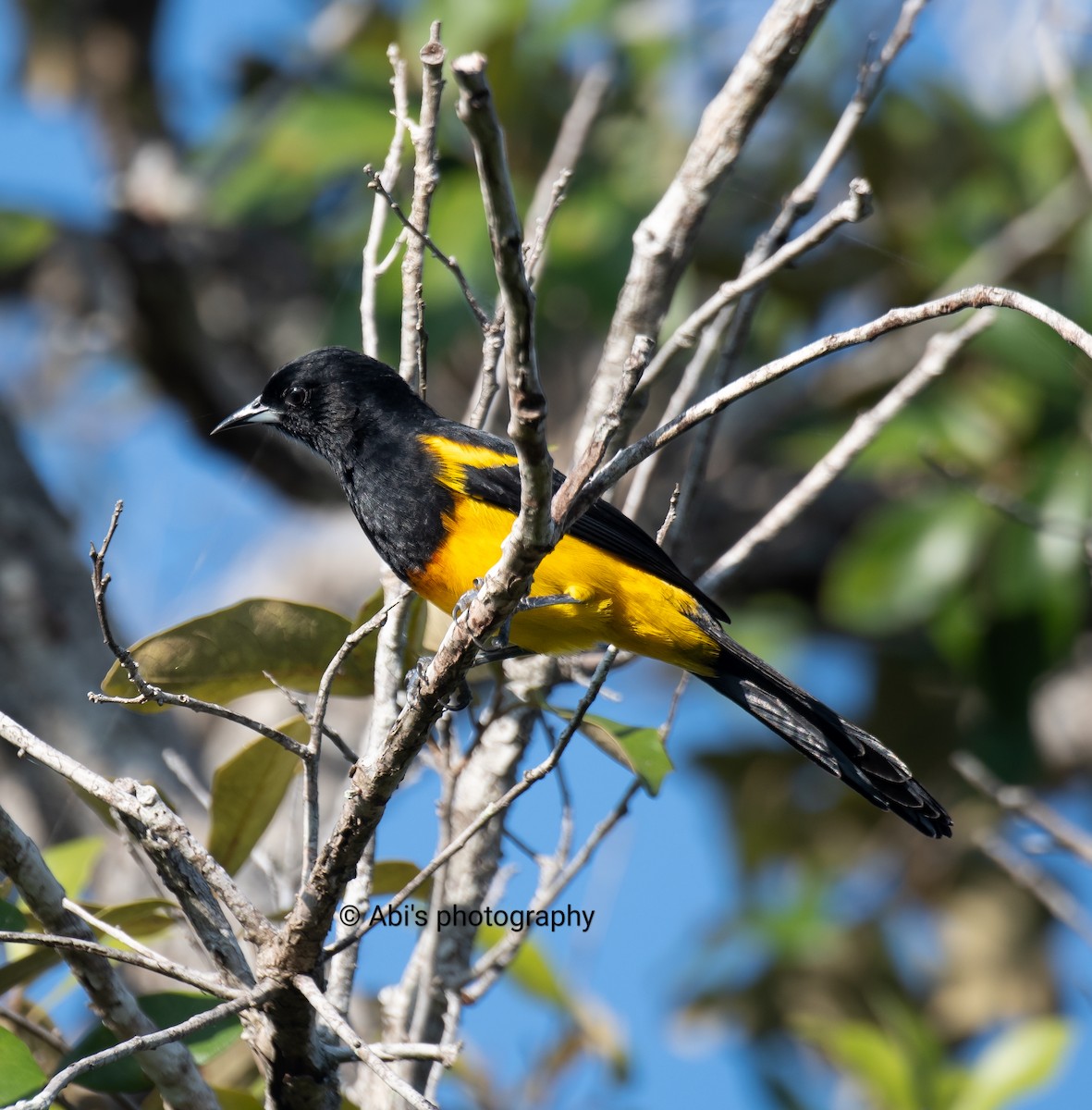 Black-cowled Oriole - ML642893755