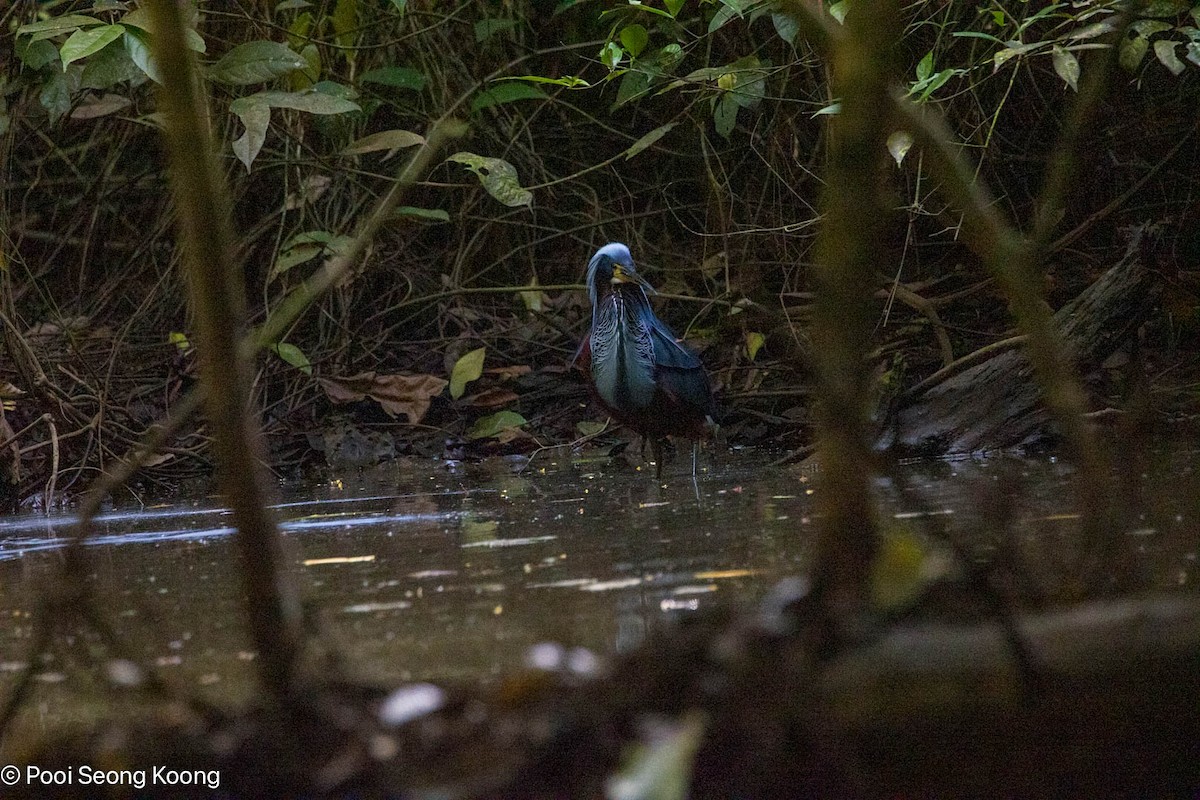 Agami Heron - ML642893783