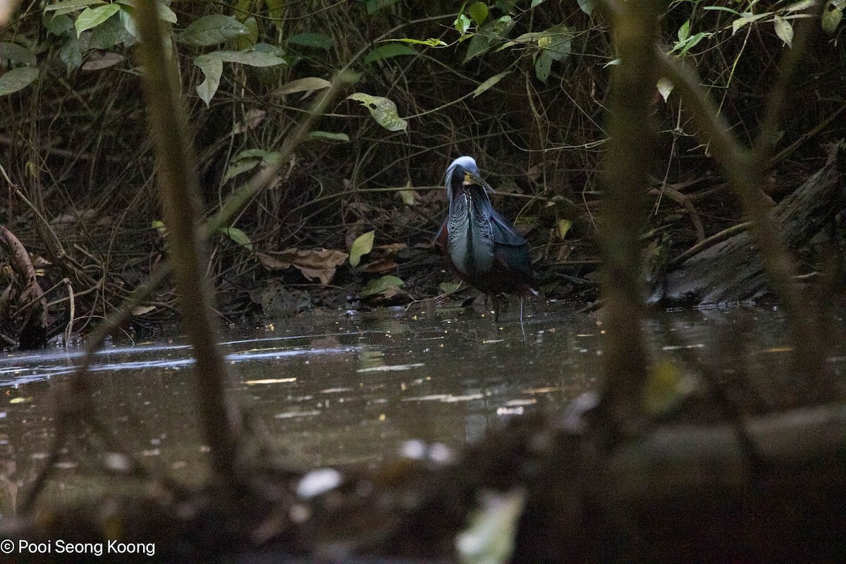 Agami Heron - ML642893784