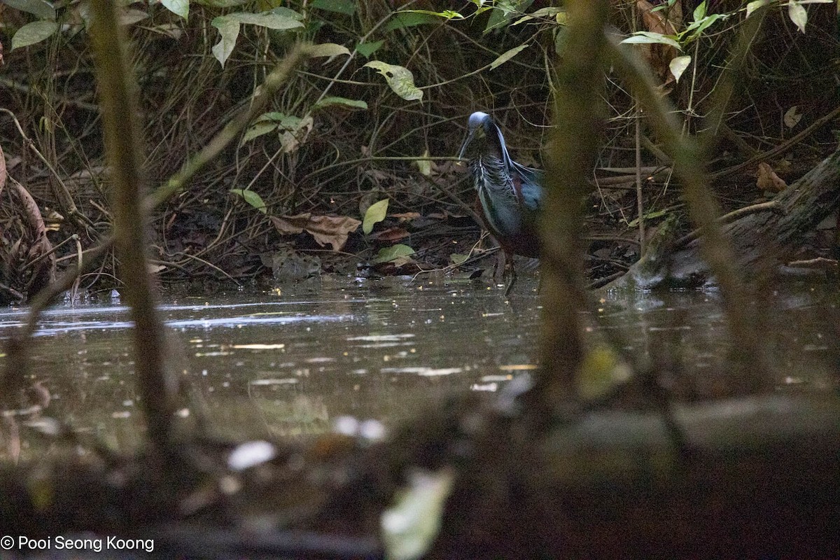 Agami Heron - ML642893785