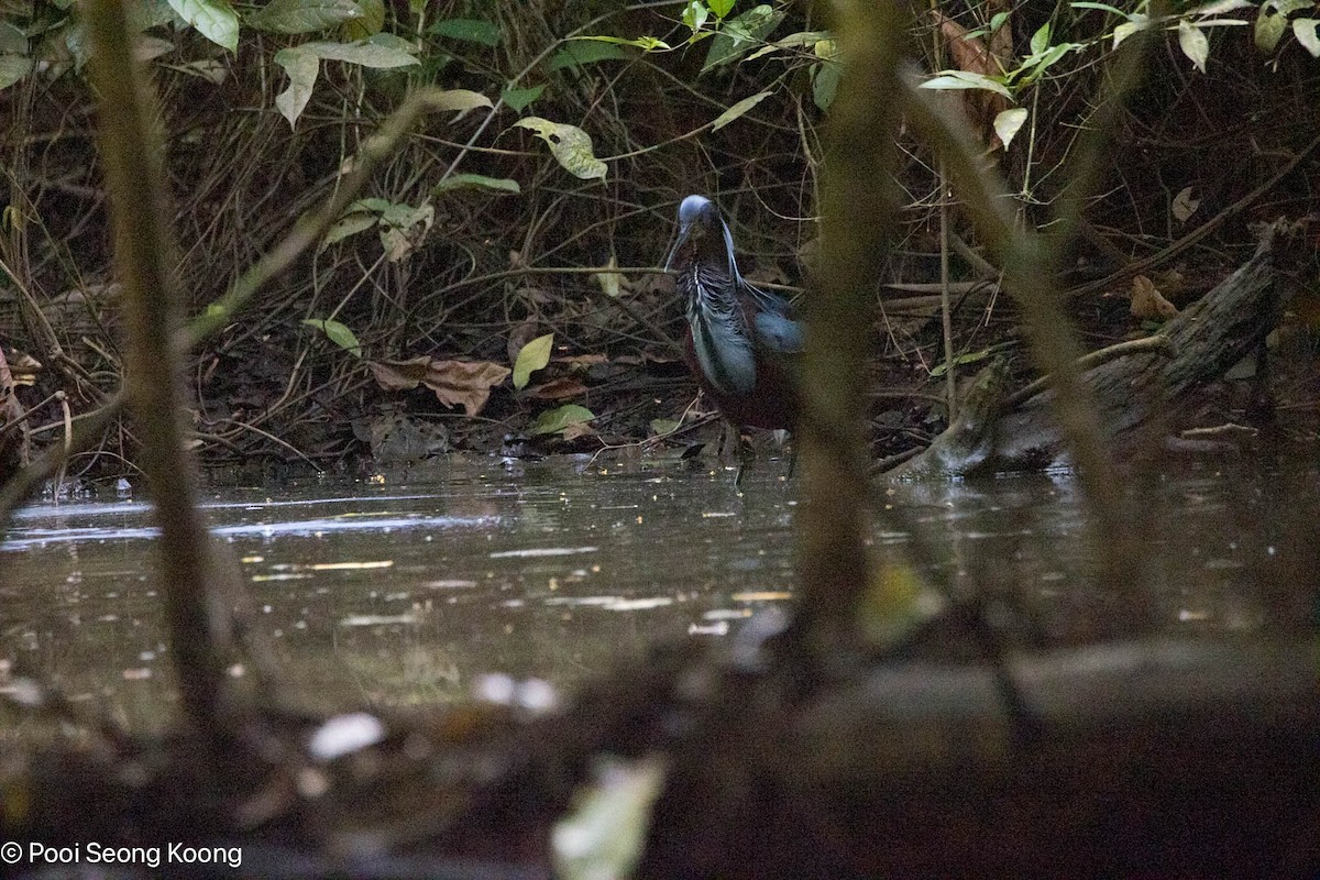 Agami Heron - ML642893786