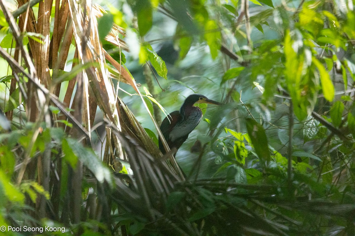 Agami Heron - ML642893789