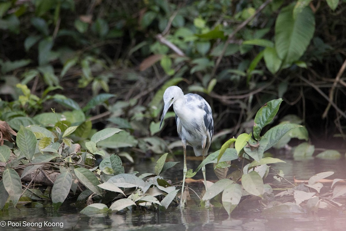 Little Blue Heron - ML642893793