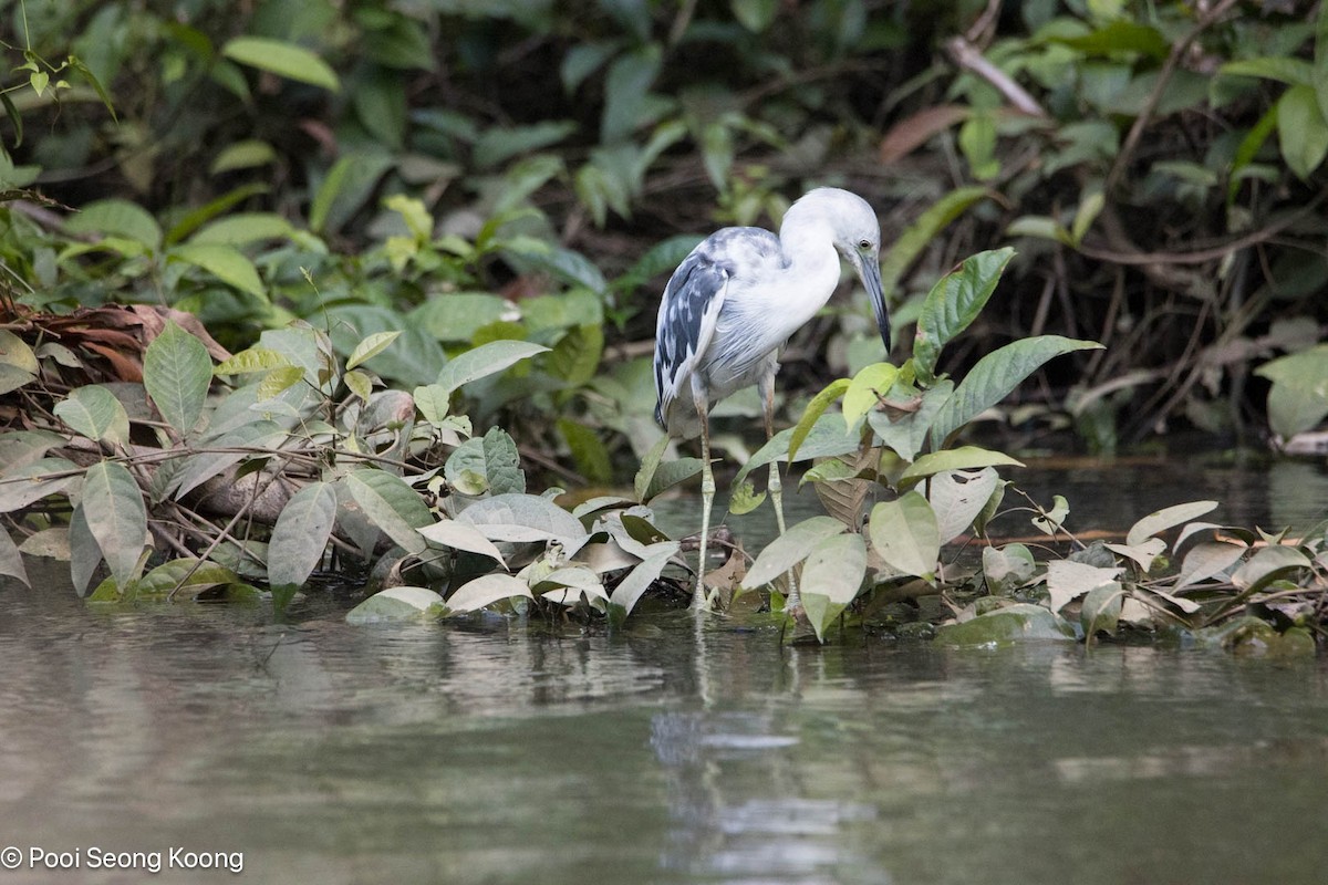 Little Blue Heron - ML642893795