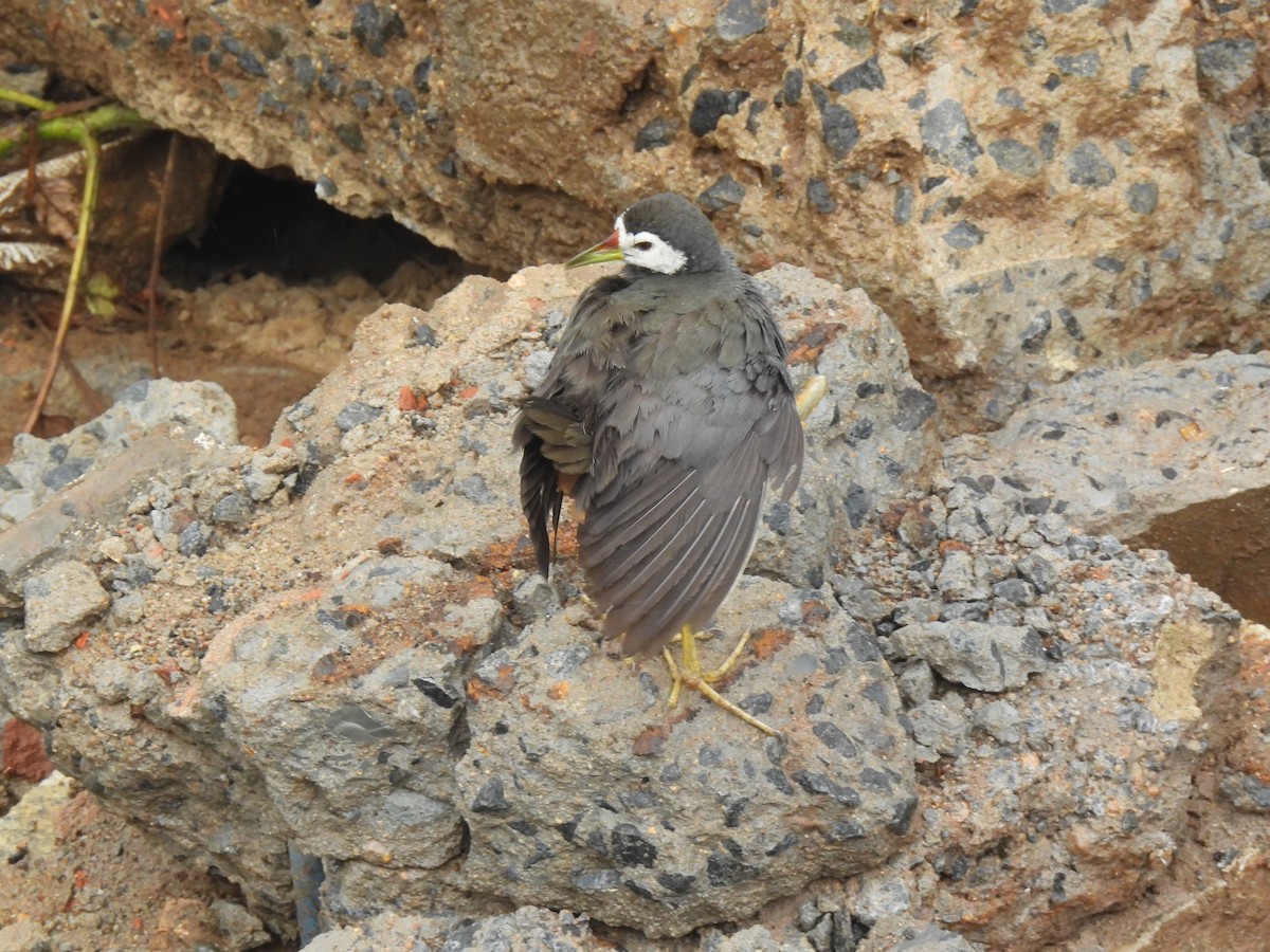 White-breasted Waterhen - ML642893798