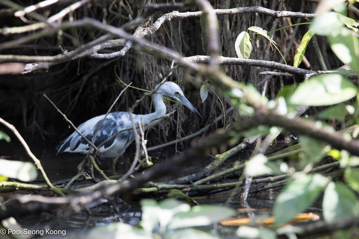 Little Blue Heron - ML642893801