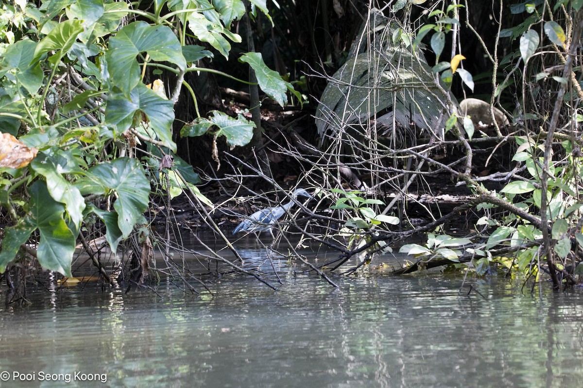 Little Blue Heron - ML642893802