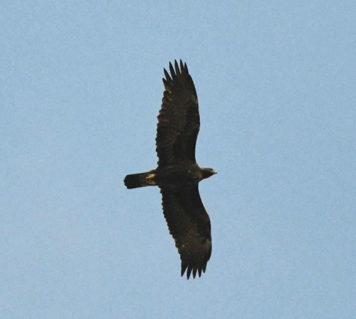 Golden Eagle - ML642893803