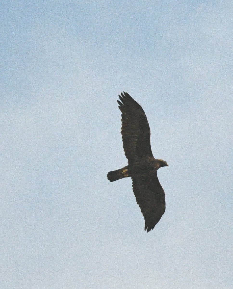 Golden Eagle - ML642893804