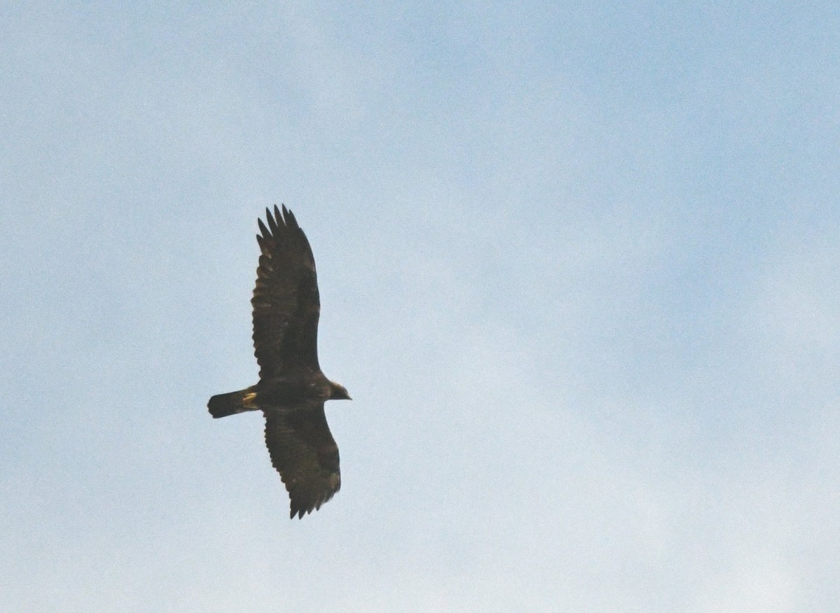 Golden Eagle - ML642893805