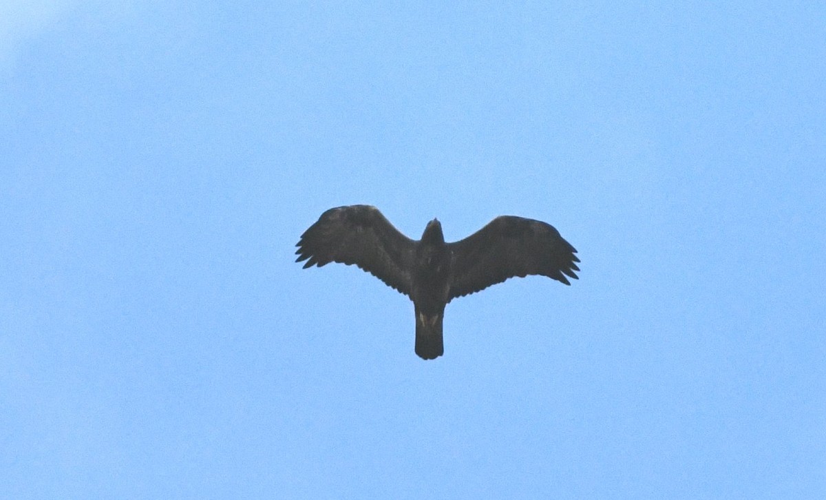Golden Eagle - ML642893806
