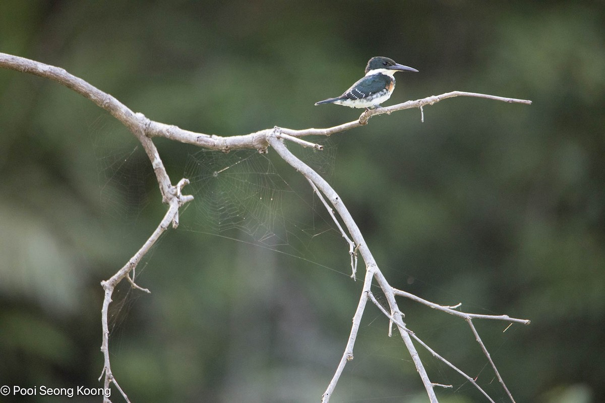 Green Kingfisher - ML642893808