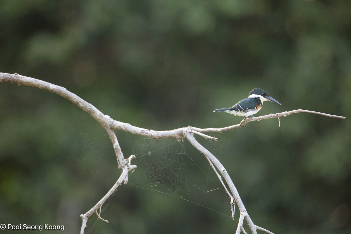 Green Kingfisher - ML642893809
