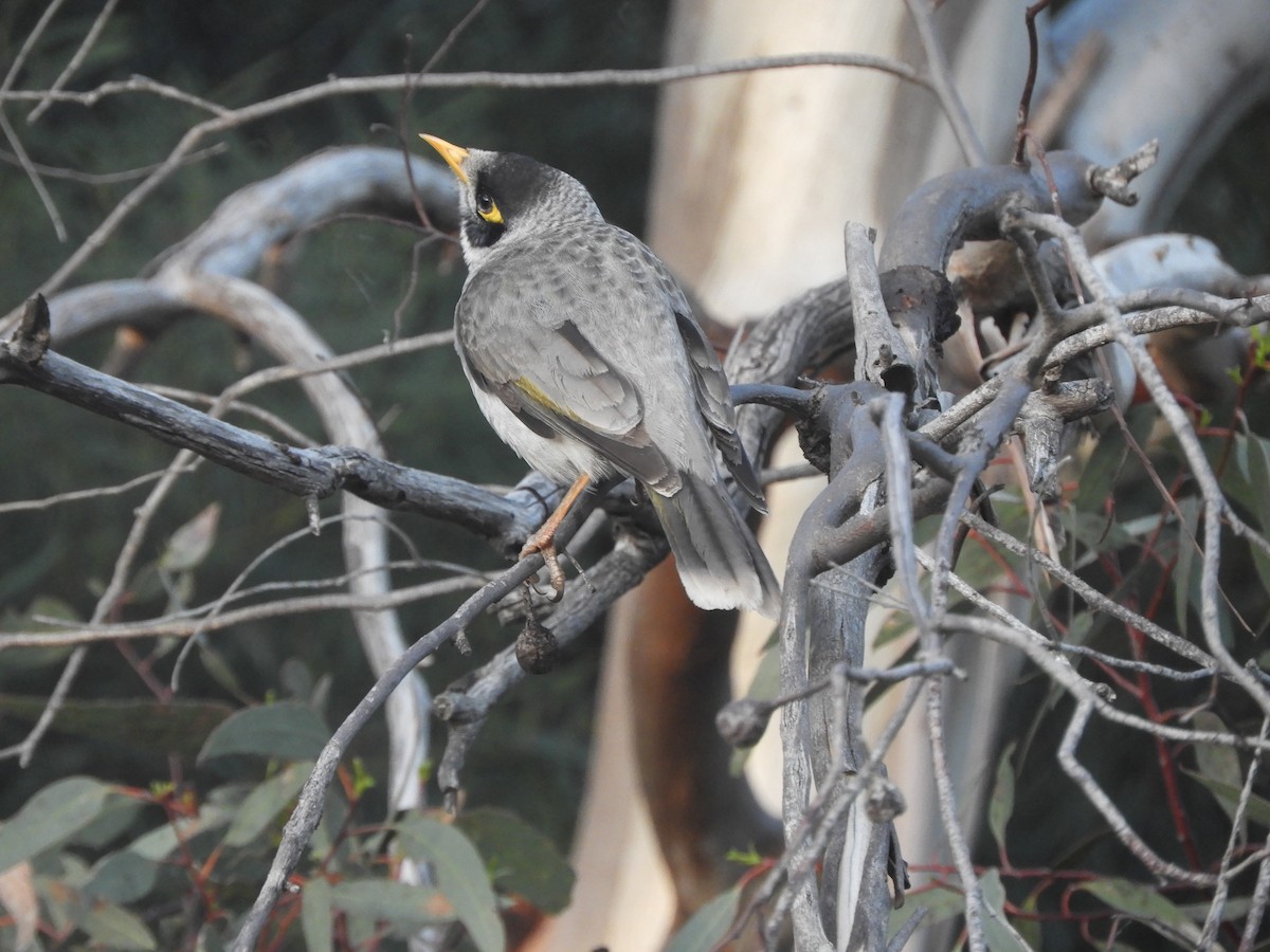 Noisy Miner - ML642893812