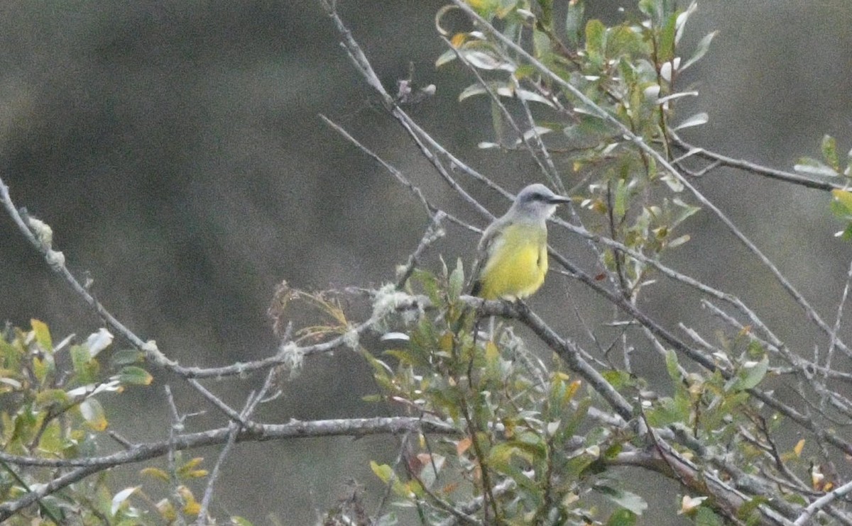 Tropical Kingbird - ML642893815
