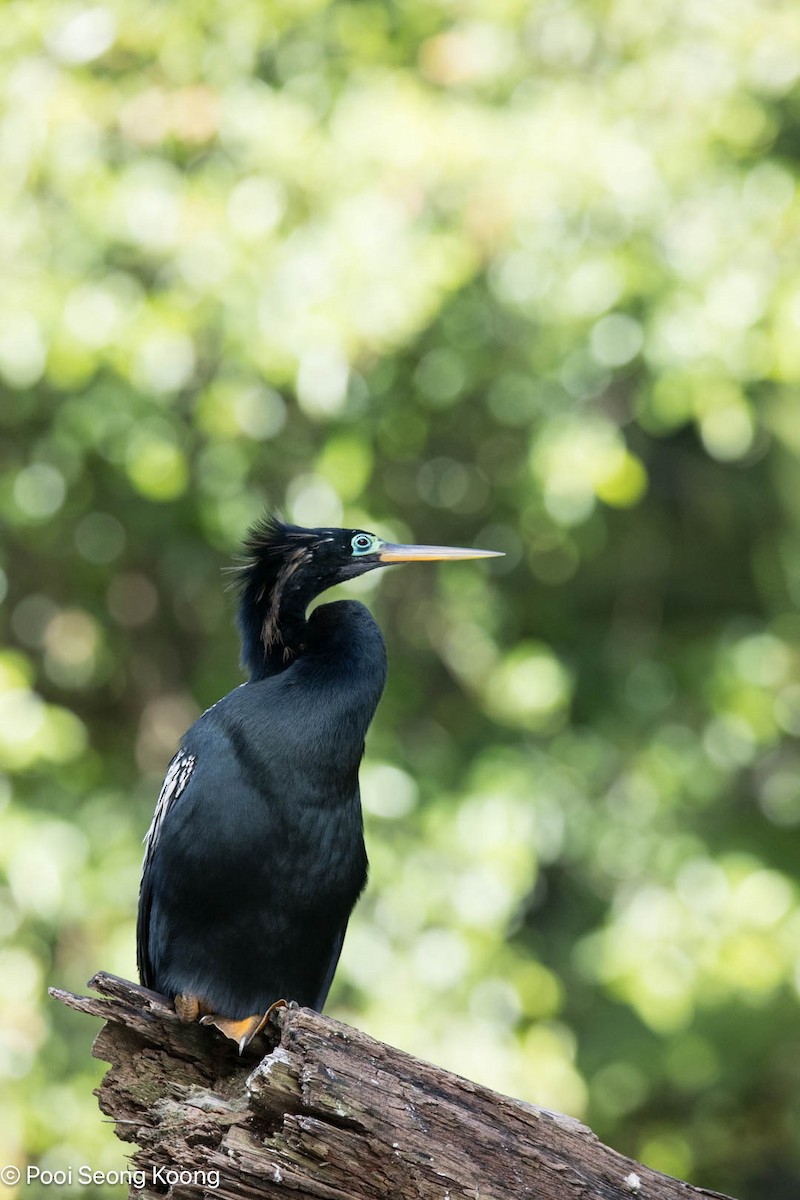 Anhinga - ML642893821