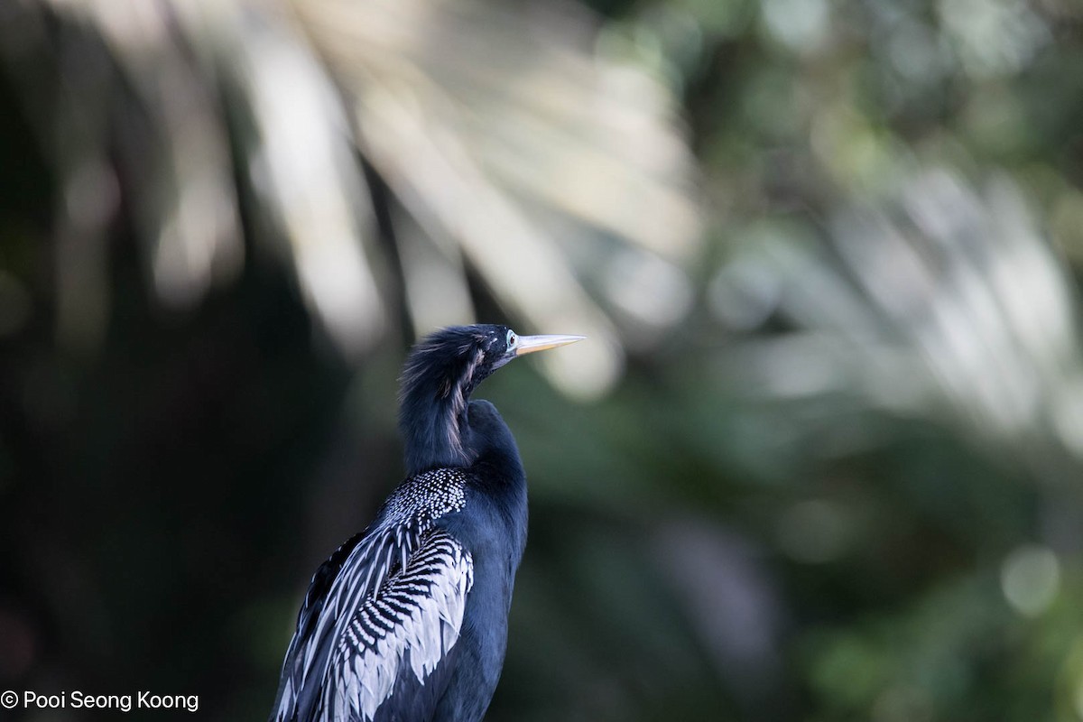 Anhinga - ML642893822