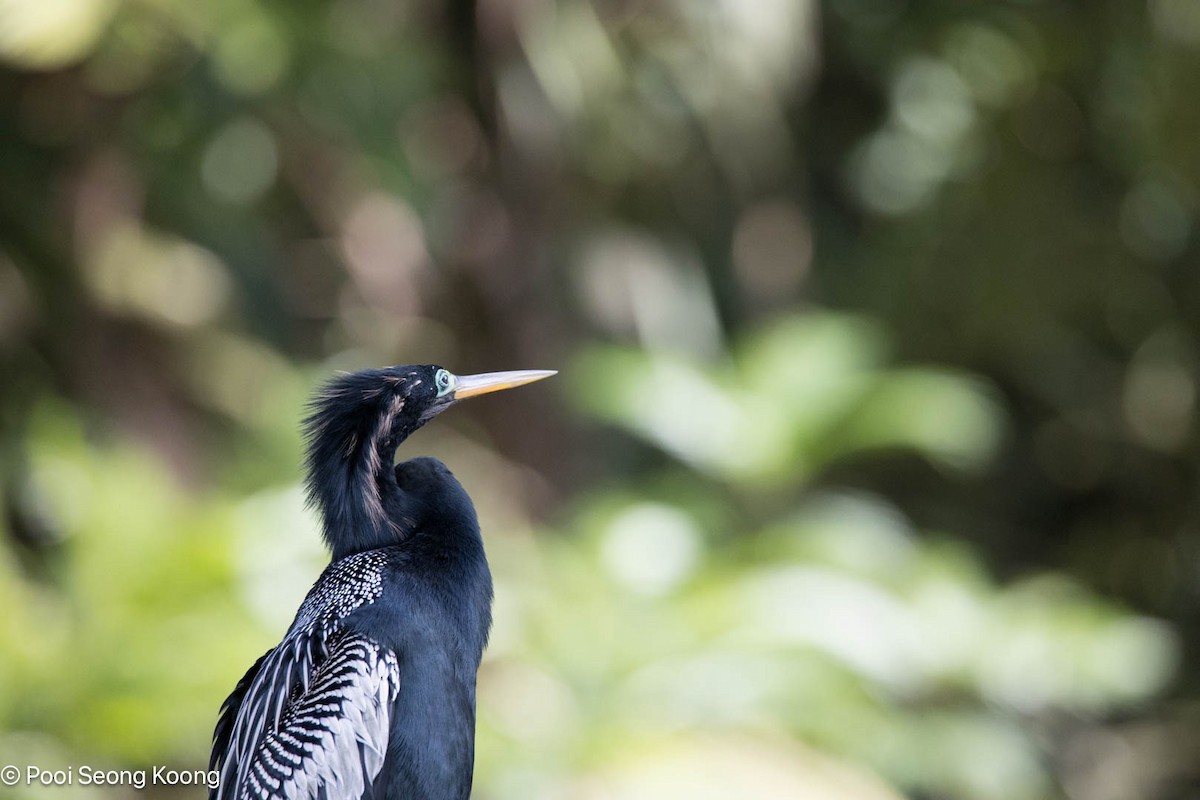 Anhinga - ML642893823