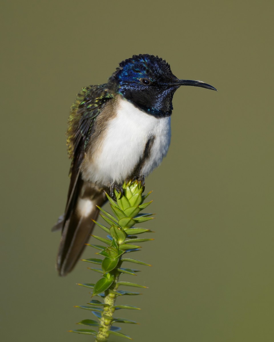 Ecuadorian Hillstar - ML642893824