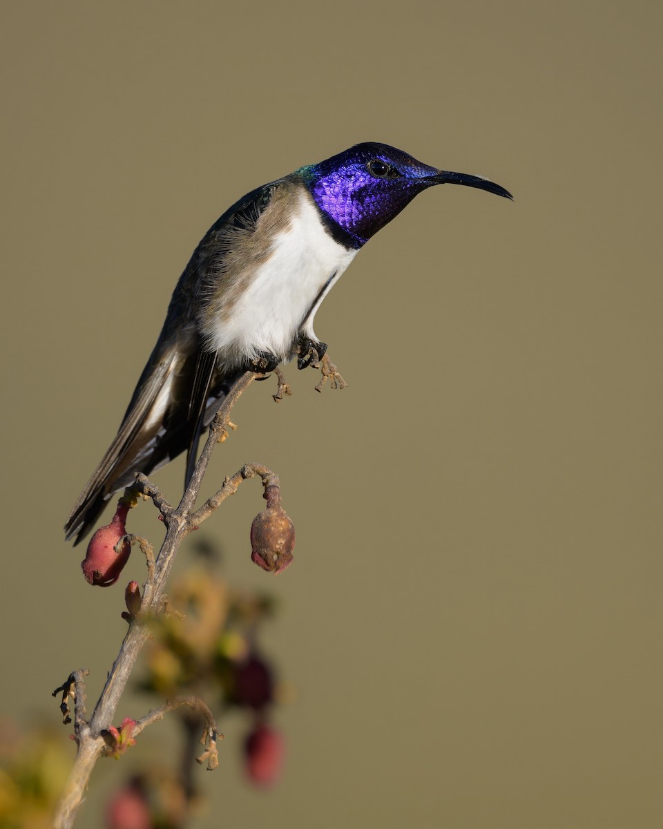 Ecuadorian Hillstar - ML642893825