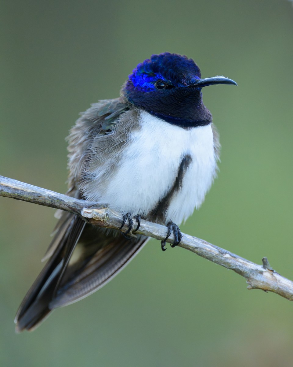 Ecuadorian Hillstar - ML642893826