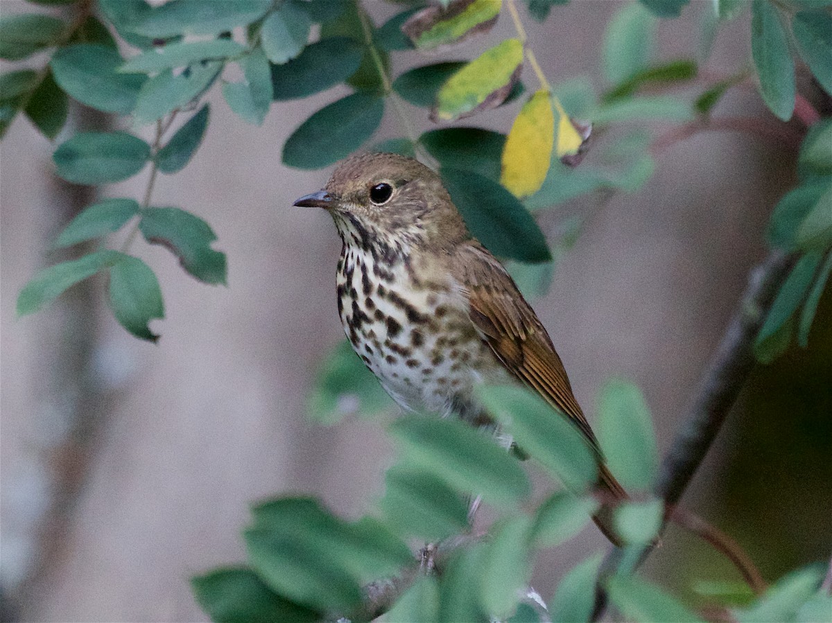 Hermit Thrush - ML642893830